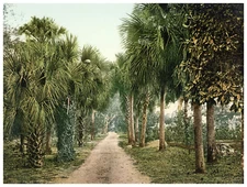 Florida, Flora, Palmettoœs at Ormond Vintage Photochrome, Photochrome, Vinta