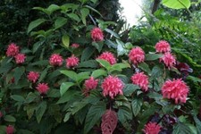 *PINK FLAMINGO JUSTICIA CARNEA* AKA as Brazilian Plume Jacobinia Starter Plant