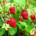 Strawberry seёds, 300 seёds,Strawberry Rugen,Heirloom organic seёds #212+TRACK №