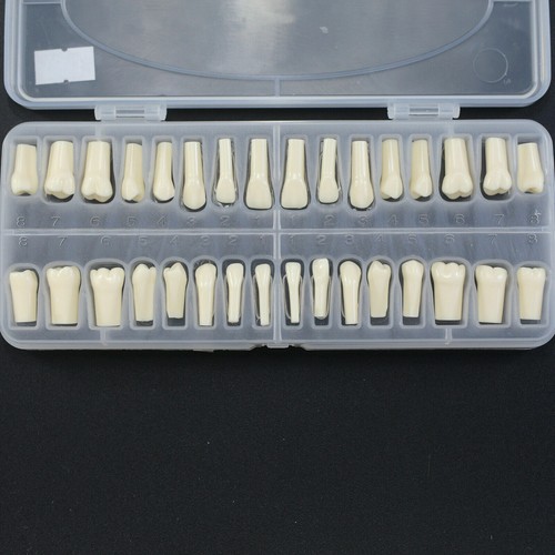 NISSIN 200 Style Dental Typodont Model 32 Removable Teeth Restoration Practice - Picture 26 of 28