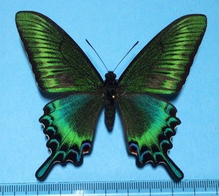 Papilio maackii maackii Male spring form Hokkaido Japan