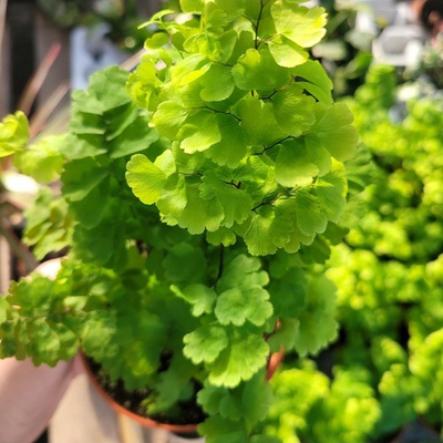 #ad Pacific Maidenhair Fern Adiantum monocolor 2in pot $7.99