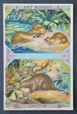 Chromo image CHICORÉE ARLATTE rat musqué castor Biber beaver