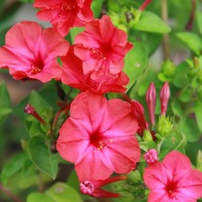 Red Four O