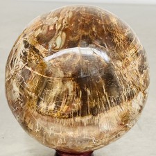 Natural Petrified Wood Polished Stone Quartz Crystal Sphere Ball Healing 1680G