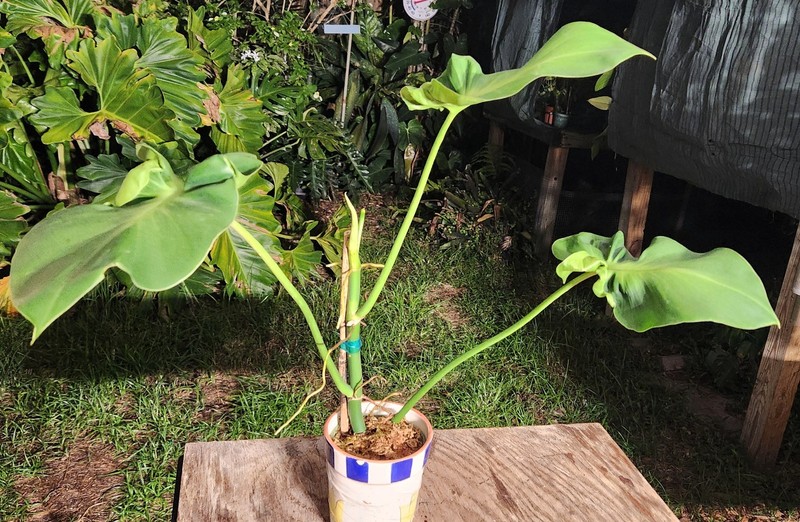 Philodendron rugosum aberrant Sow's Ear Pigskin Plant 5" Pot 19" Tall 25" Wide
