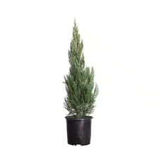 2.5 Gal. Blue Point Juniper Tree (Juniperus Chinensis) Live Conical Shaped Everg
