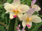Yellow Ground Orchid Plant Terrestrial Philippine Chinese Shade Garden