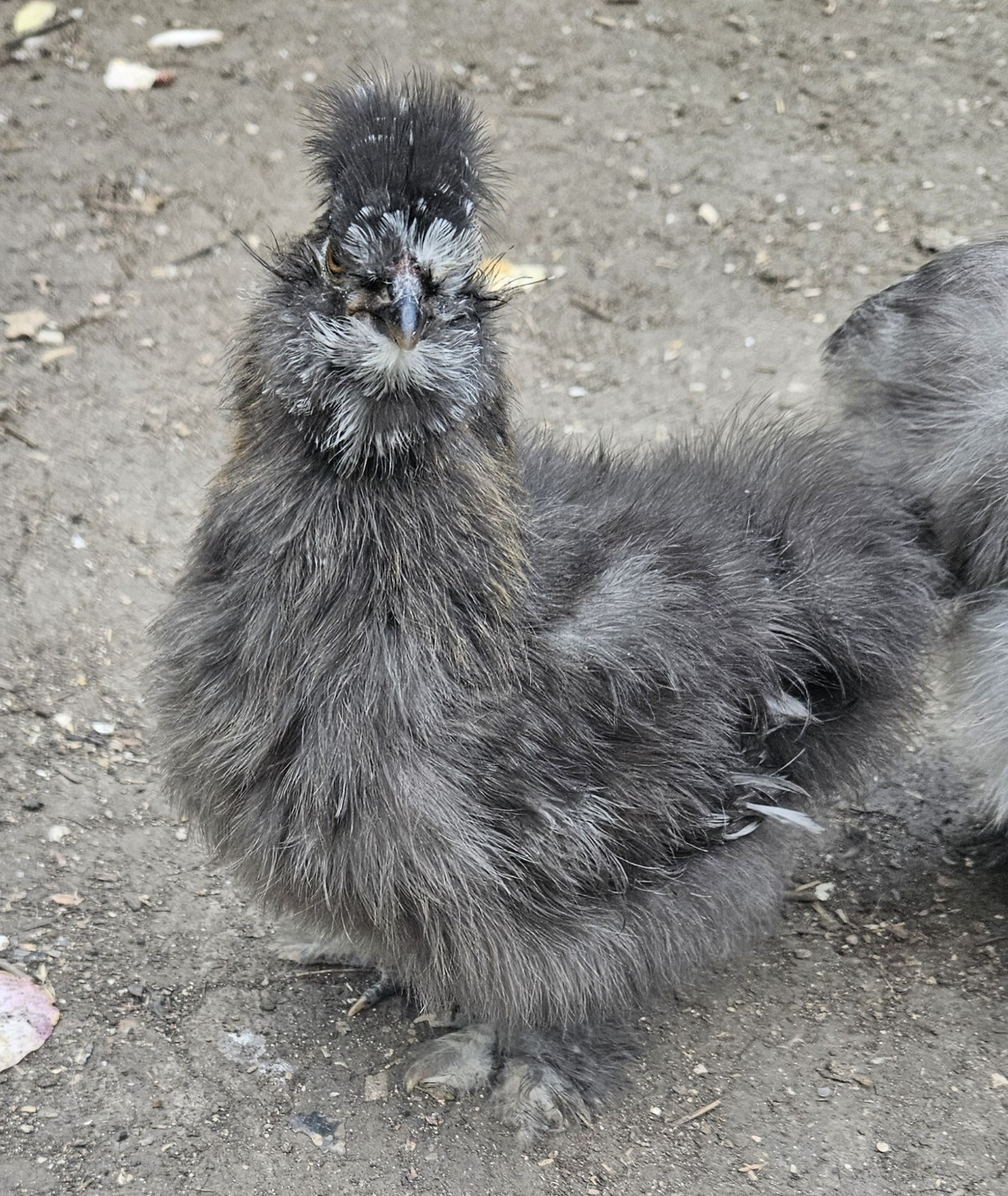 6 chicken hatching eggs for sale eBay