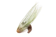 Pack of Tillandsia Juncea Air Plants - Wholesale & Bulk Plants Indoor/Outdoor