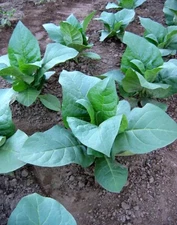 1000  Nostrano Del Brenta Tobacco Seeds Heirloom Cigar Wrapper Nicotiana Tabacum