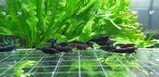 10 1 Black Rose Shrimps Live Freshwater Shrimp Aquarium Neocaridina Inverts RCS