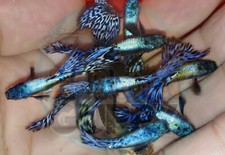 1 TRIO - Live Aquarium Guppy Fish High Quality - Purple Dragon