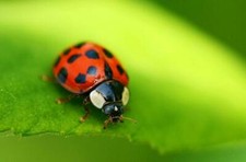 LADYBUG GLOSSY POSTER PICTURE PHOTO PRINT BANNER insect beetle ladybird 4443