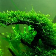 Buy 2 get 1 free Java Moss Live Aquarium Plant