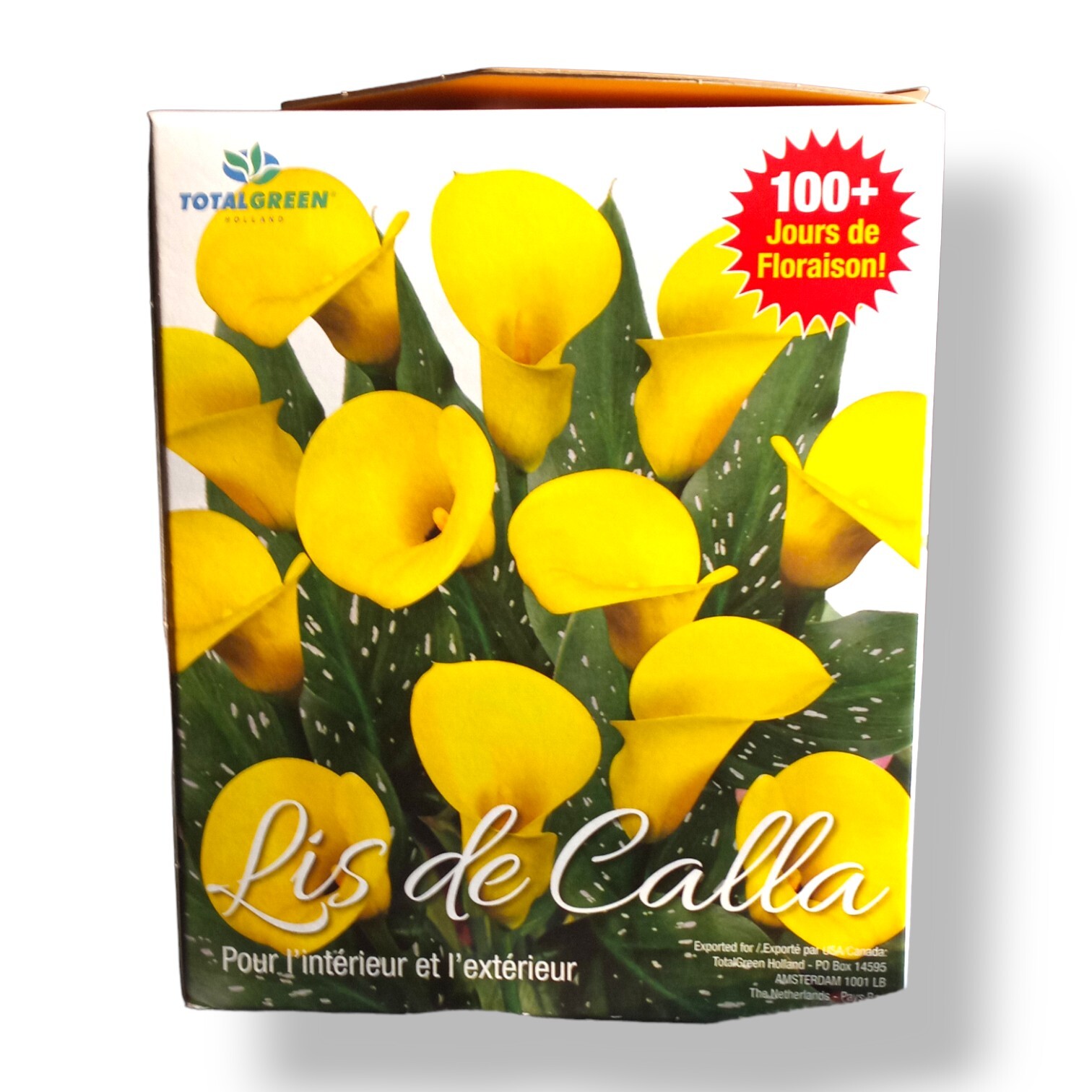 Calla Lily Growing Kit Yellow eBay