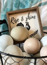 Rainbow Hatching Eggs 10 