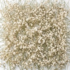 200 Pcs Mini Dried Baby Breath Flowers 3000 Wedding Ivory Natural Flowers Bu...