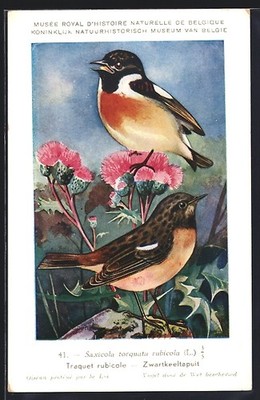 AK Hubert Dupond: Schwarzkehlchenpaar, Saxicola torquata, zwischen Blumen 