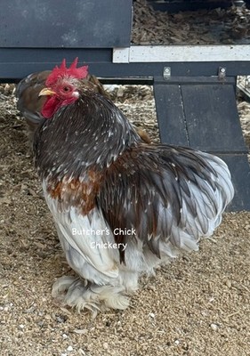 12+ Fertile Blue Calico Bantam Cochin Hatching Eggs