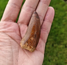Cretaceous Carcharadontosaurus LARGE Dinosaur Tooth 6cm/2.4" In Box OV-10