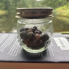 Jar Of Antique Civil War Era Clay Marbles