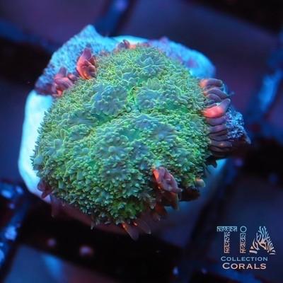 Rainbow Frankenstein Bounce Mushroom | WYSIWYG | AUCTION | Live Softies Coral