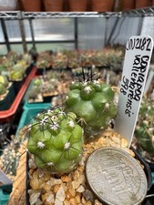 Cactus Copiapoa Cactis&Succulents for sale | eBay