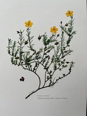 Vintage Sunrose Botanical Print, Antique French Biology Lithograph