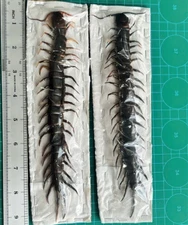 2 Giant Centipede Specimen Taxidermy Insect Art Projects Entomology Collection