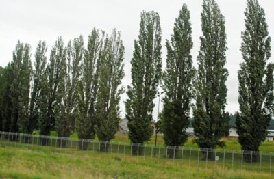 Bare Root Lombardy Poplar Cuttings for Planting - Great for Privacy, Wind Block,
