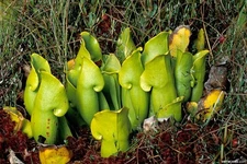 Sarracenia Purpurea Ssp Purpurea Heterophylla 30 Fresh Seeds 2025