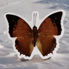 Small Butterfly Sticker