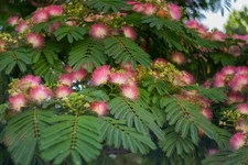 Red Mimosa Tree Seeds (12) Silk Albizia julibrissin.  Qty discounts.
