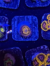  OG Stratosphere Paly Frag Live Coral
