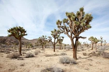 Joshua Tree National Park California Desert Landscape Photo Poster 24x16