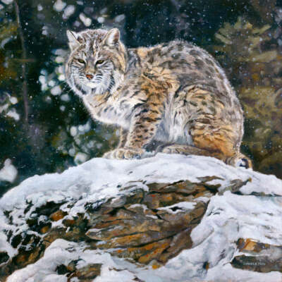 Grumpy (Bobcat) by Kelly Singleton Art Print Stunning Nature Poster 22x22