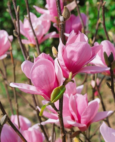 Magnolia soulangiana, Tulpen-Magnolie, rosa-weiß, 60–80 cm - Bild 9 von 14