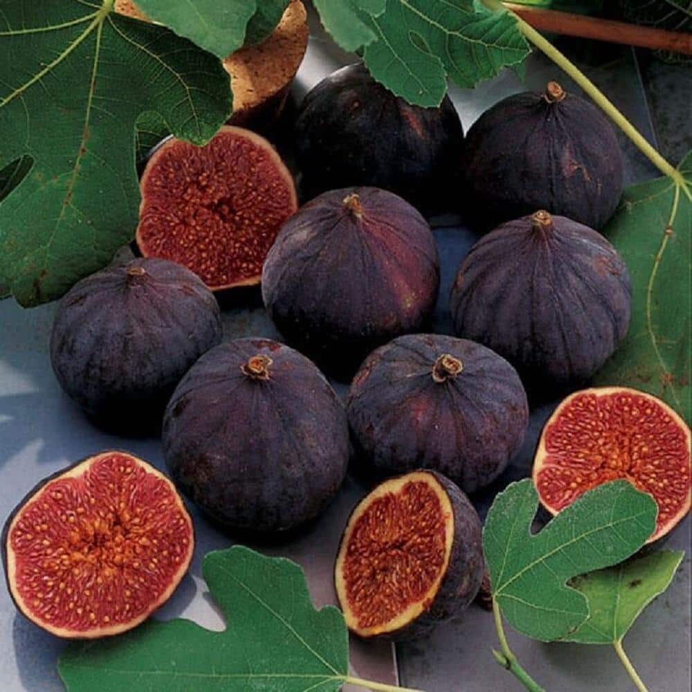 Chicago Hardy Fig Tree – 3 Gal. Live Fruit Plant, Cold-Hardy (1-Pack)