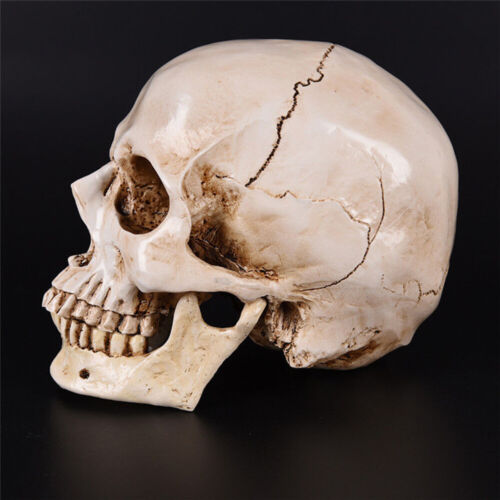 skull model life size Lifesize 1:1 Human Skull Model Teaching Skeleton - Picture 1 of 12