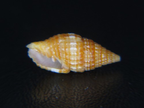 MITRA "VEXILLUM" UNIFASCIALE: HAWAIIAN LARGE RARITY @ 14.86MM!