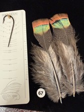 Ocellated Turkey Tail/Tail Covert Feathers 67