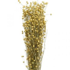 Trockenfloristik Flachs Natur L40&ndash;55cm 85g