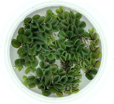 #ad 20 Leaf Water Spangles Live Aquarium Plant Buy 2 Get 1 Free FREESHIP D $9.99