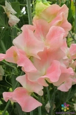 50+ Yvette Ann Sweet Pea Seeds for Garden Planting - USA - FREE SHIPPING!