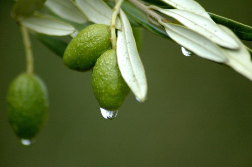 immune support sugar free - OLIVE LEAF EXTRACT - olive extract 500mg 3B - Picture 8 of 10