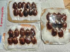 Pleocoma linsleyi Rain Beetles California Set of 10 Coleoptera Beetle Insect