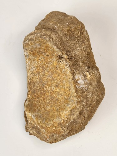 Fish Mouthplate Fossil - Ouled Abdoun Basin - Morocco - Picture 5 of 11