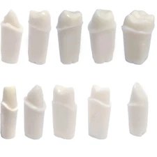 Crown Prep Ivorine Teeth For Typodont 200 - 5 or 10 PACK Compatible w Nissin