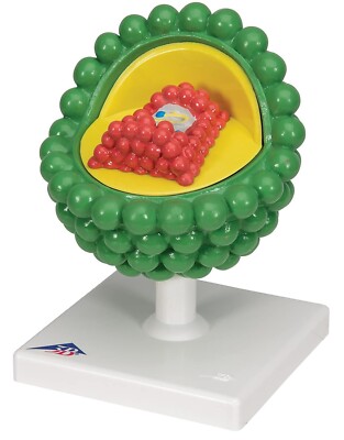 HIV-Aids-Virus-Modelle (Hergestellt in INDIEN)